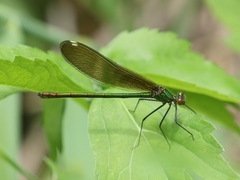 Calopteryx aequabilis