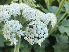 Cosmopepla conspicillaris