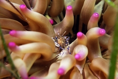 Periclimenes aegylios