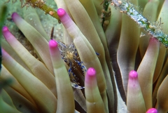 Periclimenes aegylios