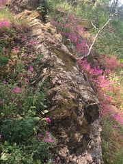 Clarkia concinna concinna