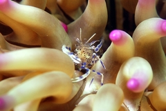 Periclimenes aegylios