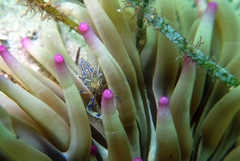 Periclimenes aegylios