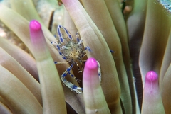 Periclimenes aegylios