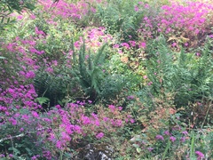 Clarkia concinna concinna