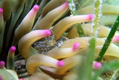 Periclimenes aegylios