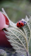 Coccinella septempunctata