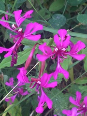 Clarkia concinna concinna