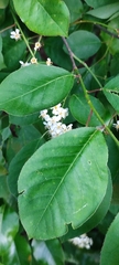 Prunus virginiana