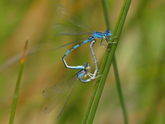 Coenagrion caerulescens