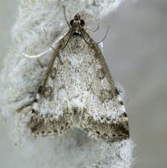 Udea inquinatalis