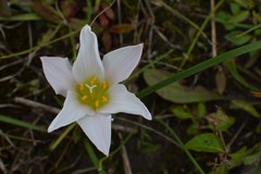 Zephyranthes simpsonii