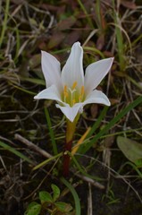 Zephyranthes simpsonii