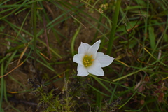 Zephyranthes simpsonii