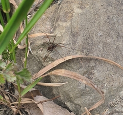 Zachaeus
