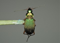 Chlaenius nitidulus