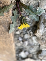 Taraxacum scopulorum