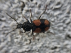 Panagaeus bipustulatus