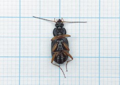 Chlaenius nitidulus