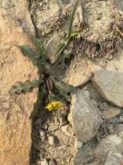 Taraxacum scopulorum