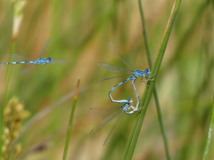 Coenagrion caerulescens