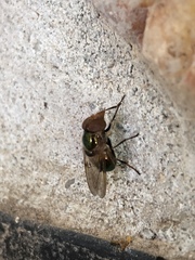 Copestylum vesicularium