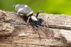 Sergiolus