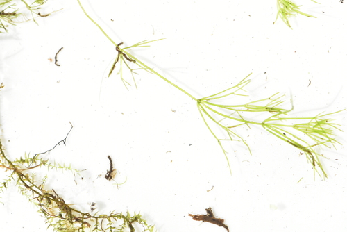 Image of Nitella mucronata by (c) Марина Садыкова, some rights reserved (CC BY)