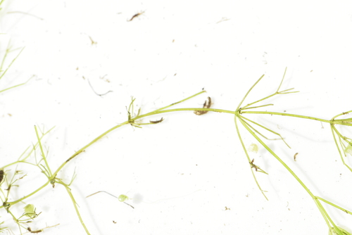 Image of Nitella mucronata by (c) Марина Садыкова, some rights reserved (CC BY)