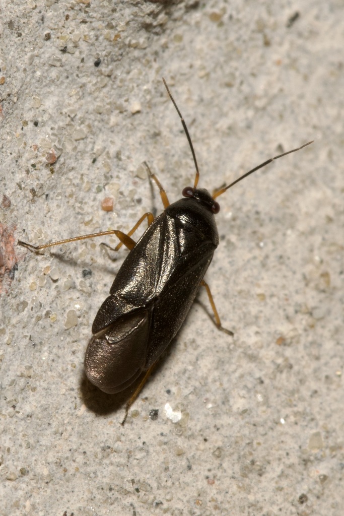 Heterocordylus erythrophthalmus