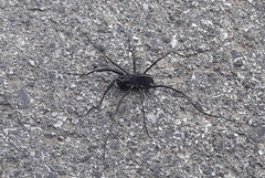 Zachaeus