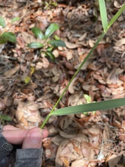 Panicum hemitomon