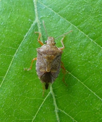 Podisus brevispinus