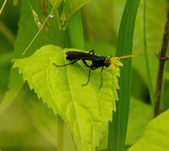 Gnamptopelta obsidianator