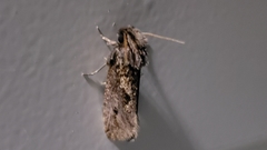 Acrolophinae