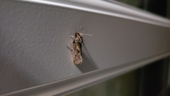Acrolophinae