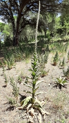 Verbascum giganteum