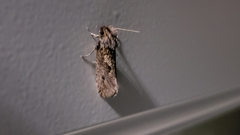 Acrolophinae