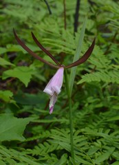 Cleistesiopsis
