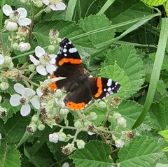 Vanessa atalanta