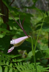 Cleistesiopsis