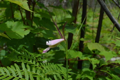 Cleistesiopsis