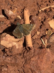 Piruna pirus