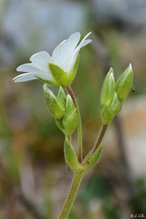Cerastium banaticum