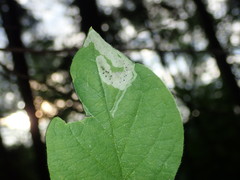 Aulagromyza cornigera