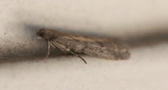 Ephestia elutella