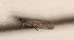 Ephestia elutella