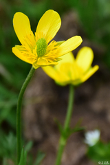 Ranunculus millefolius