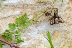 Ranunculus millefolius