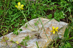 Ranunculus millefolius